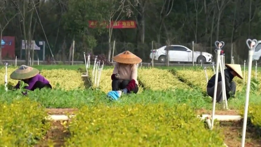 千城百县看中国丨湖南冷水滩：苗圃春管忙