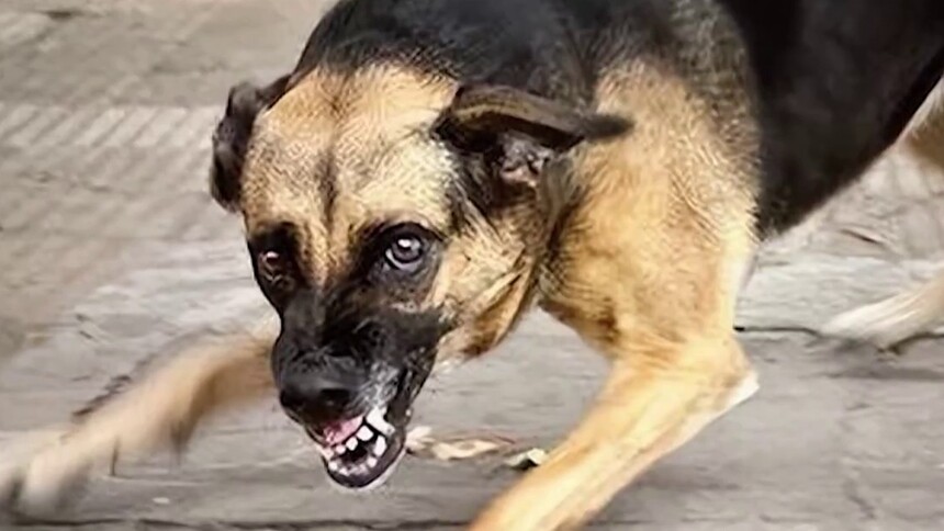 春季为何犬只“易怒”？