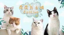 花花与三猫CatLive