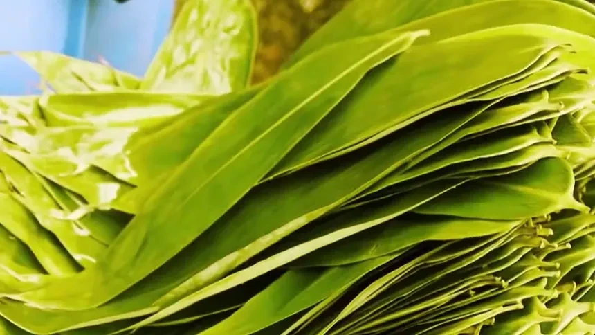 怎样辨别"返青"粽叶?-新闻-高清视频在线观看-芒果tv