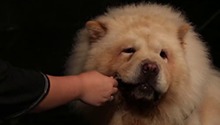 宠物狗的咬伤力有多大？