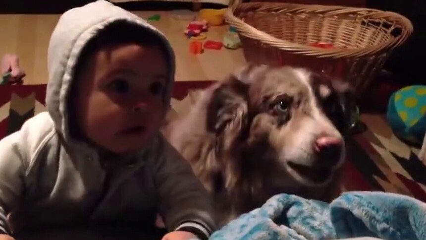 胡椒视频 在美食的诱惑下狗狗都学会叫妈妈旁边的小孩坐不住了 最新高清视频在线观看 芒果tv