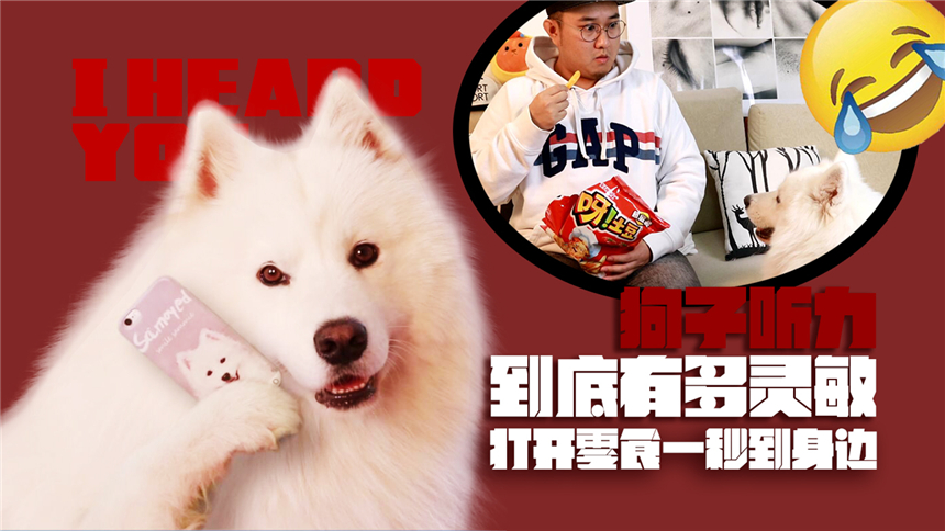 【萨摩耶饱饱】要崩溃了！狗子在西伯利亚听到我吃零食立马赶回来了！