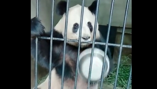 一只有怨念的大熊猫：我的饭呢！怎么还不给我饭！