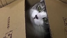纸盒能长猫