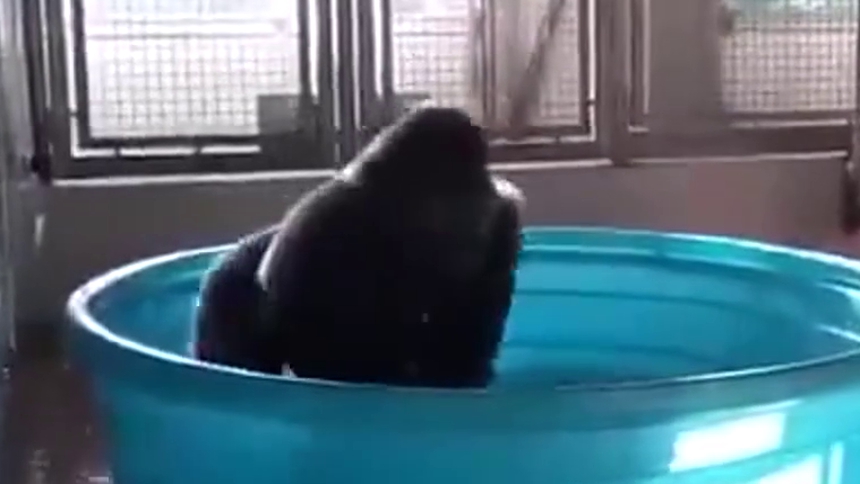 洗澡的时候幻想自己变身了，钢铁猩猩兽！变！
