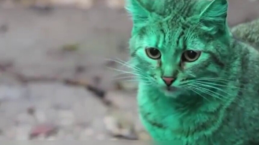 有话直说期 外星绿猫的秘密被揭开 综艺 热门节目大全 芒果tv