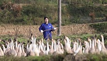佘安琪 海归姑娘养铜鹅