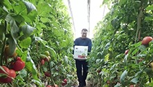 河北永年：日供鲜菜1500吨稳定市场“菜篮子”