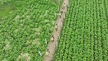 重庆璧山：“冬闲”不闲 “稻菜轮作”促增收