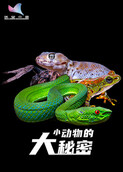 小动物的大秘密