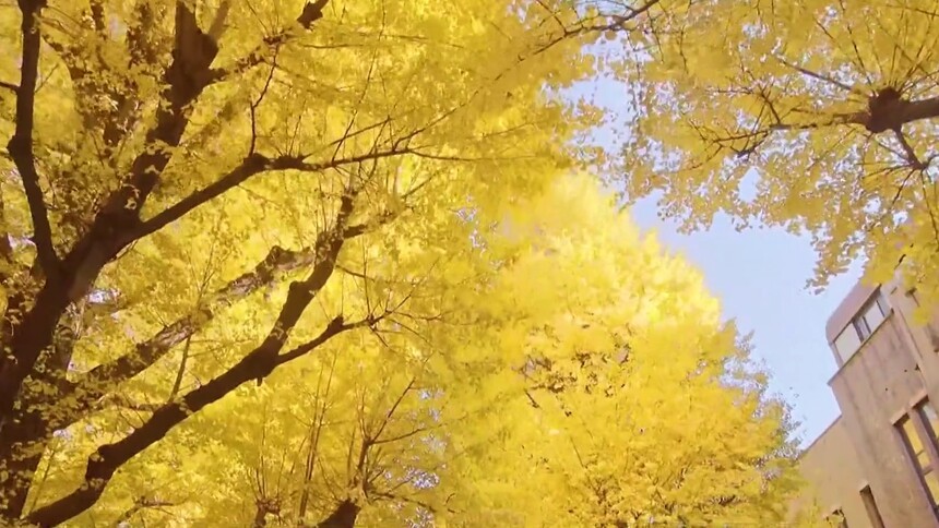 银杏名字的由来是什么？