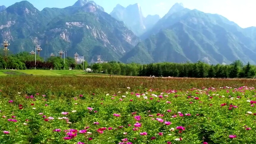 华山脚下：芍药花开竞芳菲