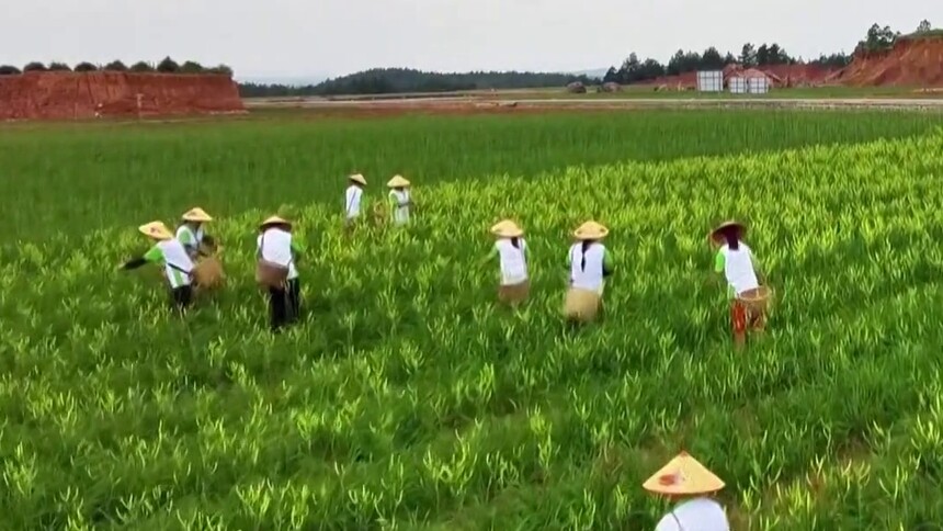 创在湖南 Young帆起航 “黄花王子”肖智雄：“90后”新农人玩转黄花菜 用奋斗浇灌最美“致富花”