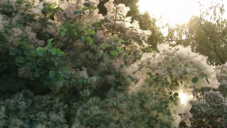 千城胜景｜山东巨野：黄栌花开 美如云雾