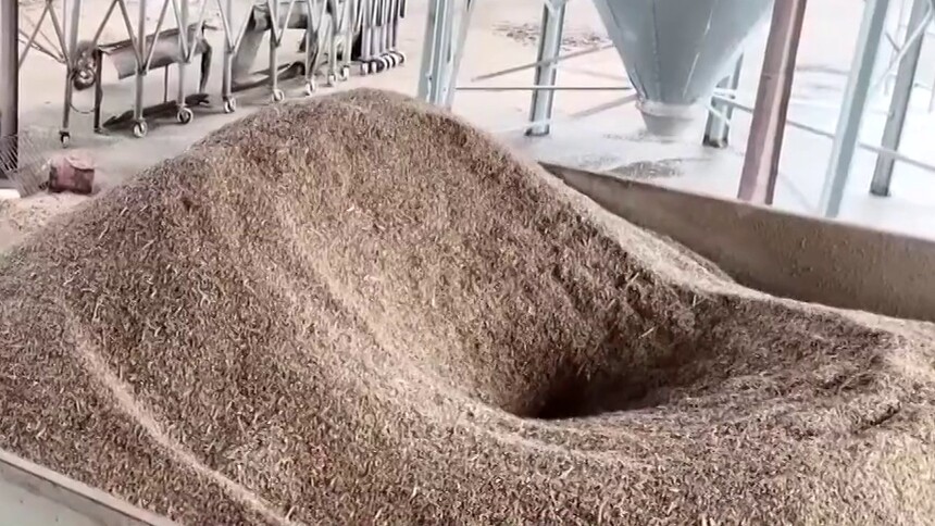 降雨暂歇 打湿的麦子能吃吗？