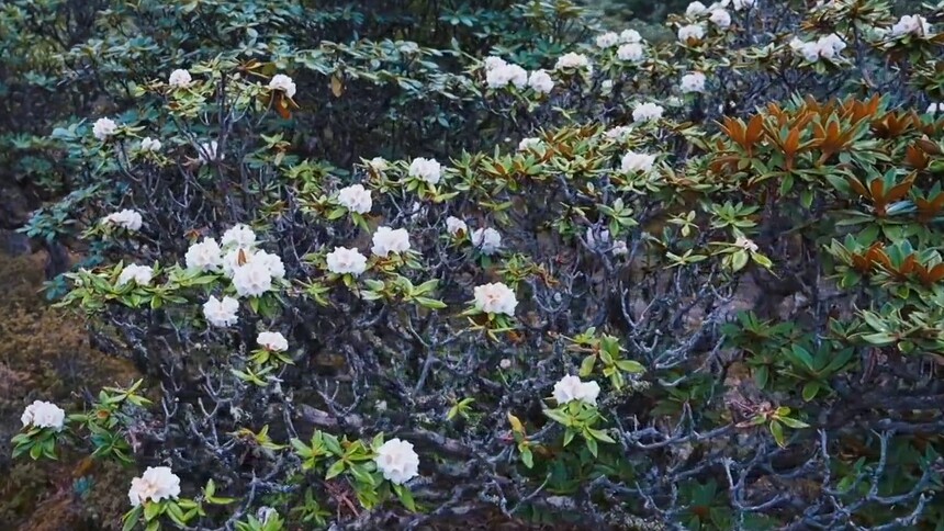 云南丽江：老君山高山杜鹃绽放