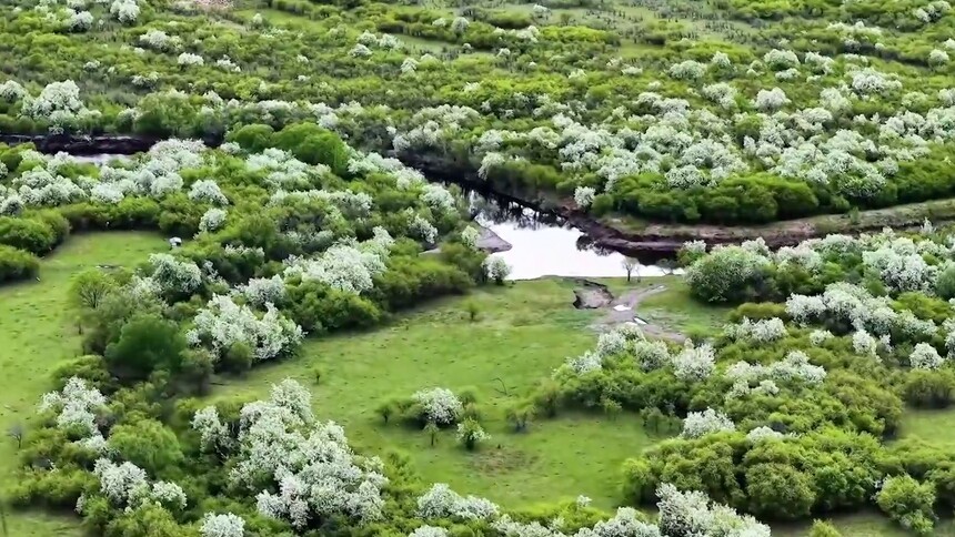 千城胜景｜额尔古纳：稠李花海漫野凝芳