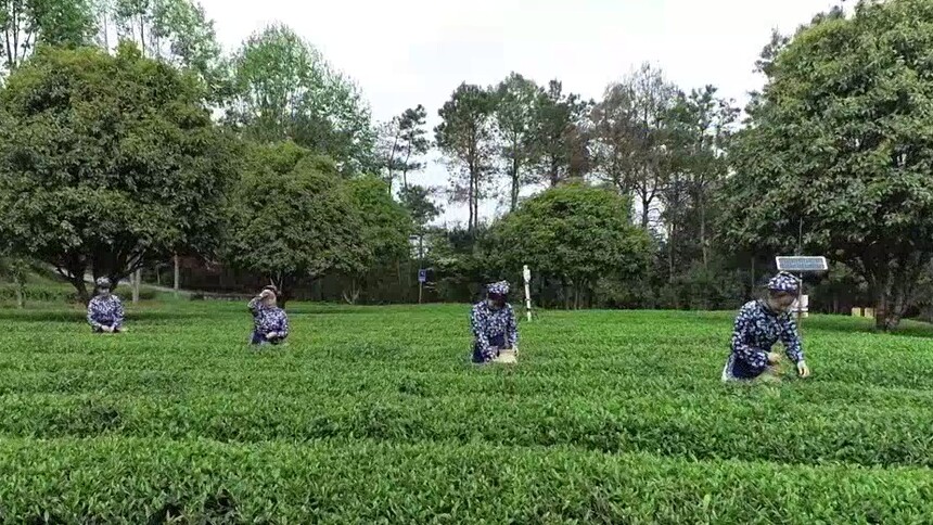 嗨！好少年20260524期：周末去哪儿之湘丰茶业庄园