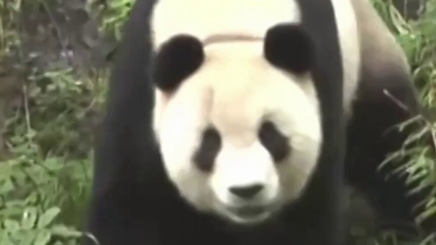 美丽中国行｜圈养大熊猫以野化放归续写自然守护
