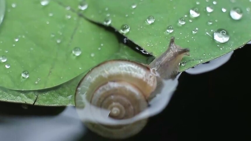 蜗牛是如何喝水的？