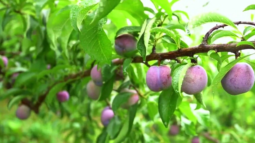 云南绥江早熟“半边红”李子甜蜜上市