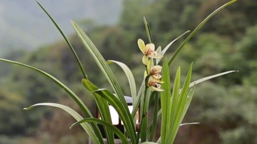 兰韵醉南昆 幽林觅雅芳