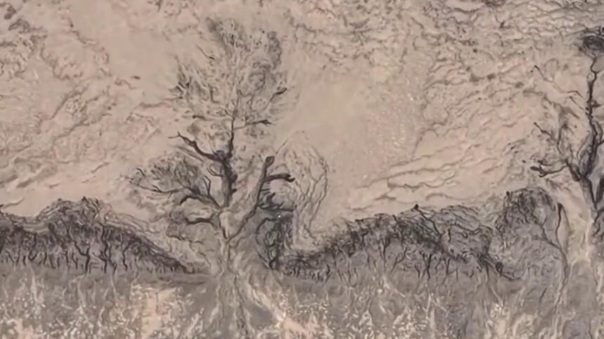 秀我中国｜黄河滩涂现“大地之树”