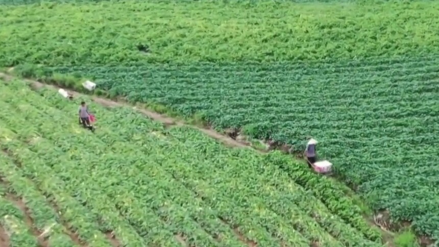 千城胜景｜吉林蛟河：洋菇娘丰收促振兴