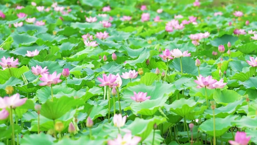 千城胜景｜吉林东丰：鹿乡秋荷绽 生态入画来