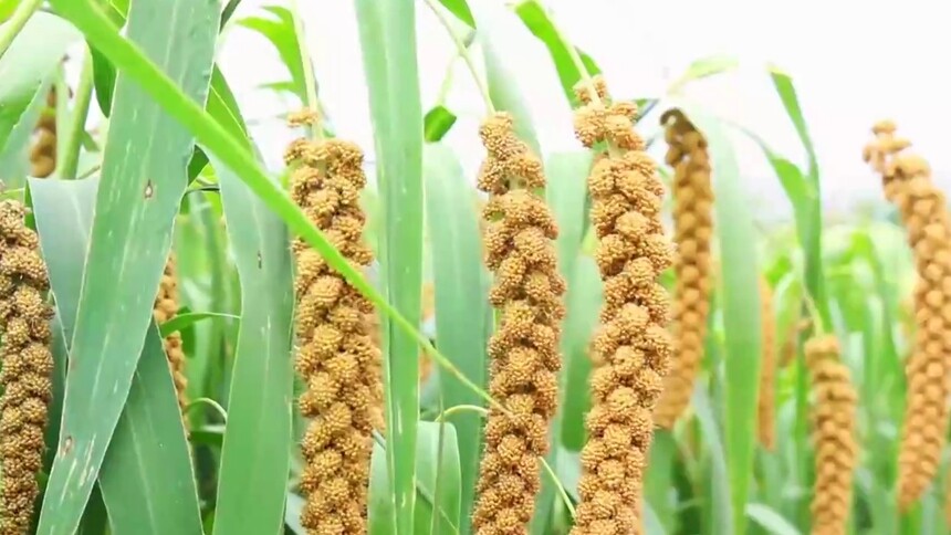 千城百县看中国｜山东沂南：谷香漫沃野 丰收满田畴