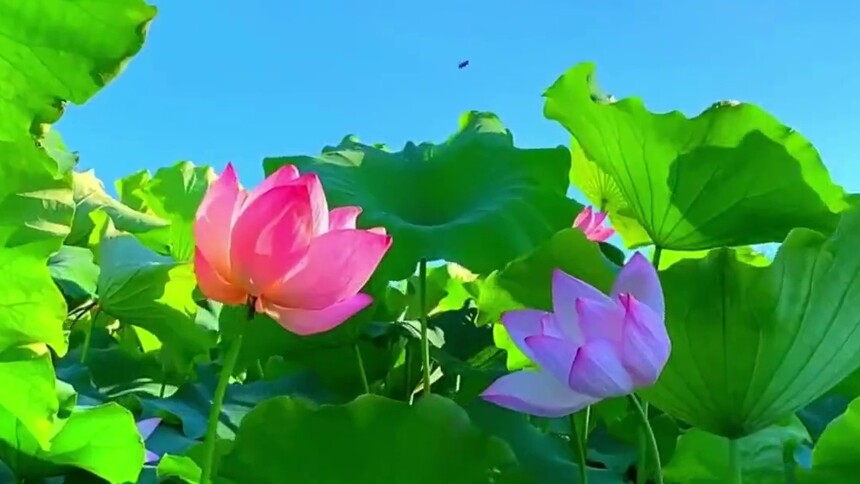 瞰中国｜内蒙古：一池清荷 满目葱茏