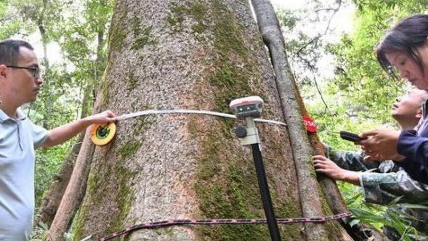 树高 51.5 米　建瓯万木林发现福建最高古树