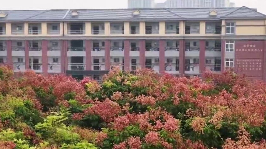 瞰中国｜山东定陶：一树“灯笼果” 摇曳伴佳节