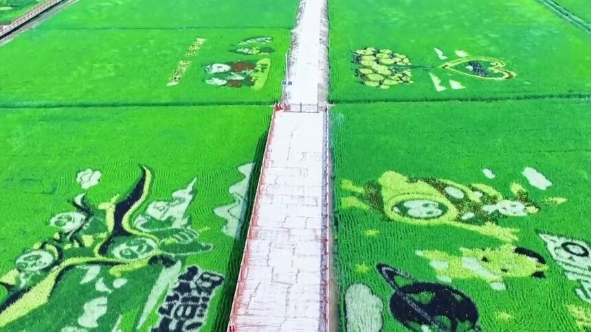 千城胜景｜吉林乾安：稻浪绘彩画